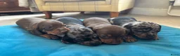Miniature Dachshund dogs for sale: 4 Gorgeous Miniature Dachshund puppies - Advert 8