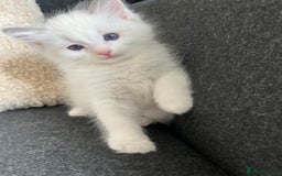 Ragdoll cats for sale: Pure Ragdoll kittens for sale london  - Image 3