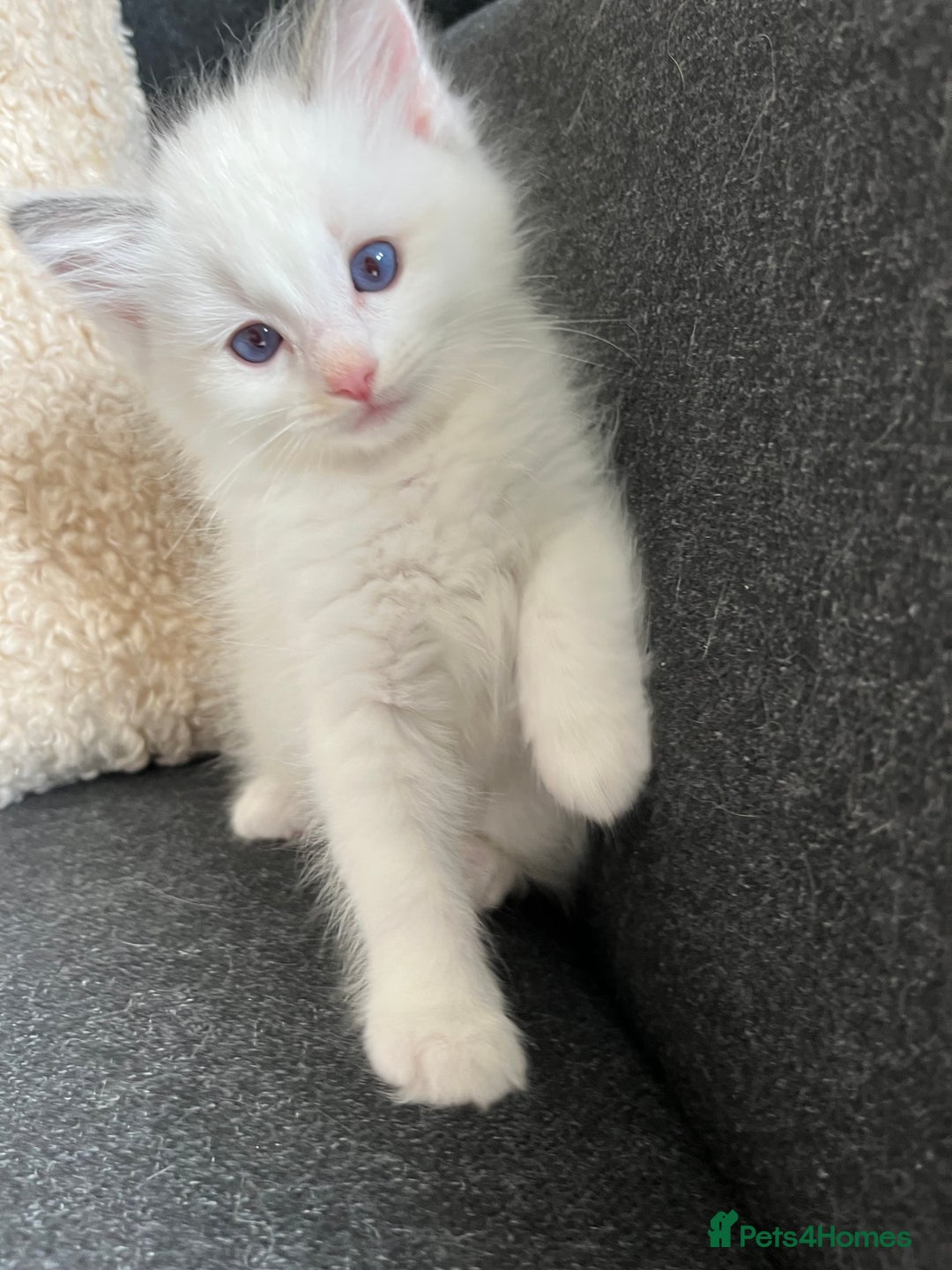 Ragdoll cats for sale: Pure Ragdoll kittens for sale london  - Image 3