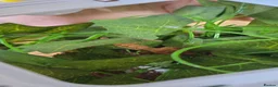 Gecko reptiles for sale: crested gecko babys mixed morphs - Advert 5