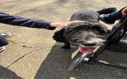 Sproodle dogs for sale: Dougie  - Image 3