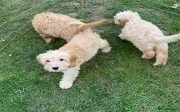Cockapoo dogs for sale: Quality cockapoo pups  - Image 16