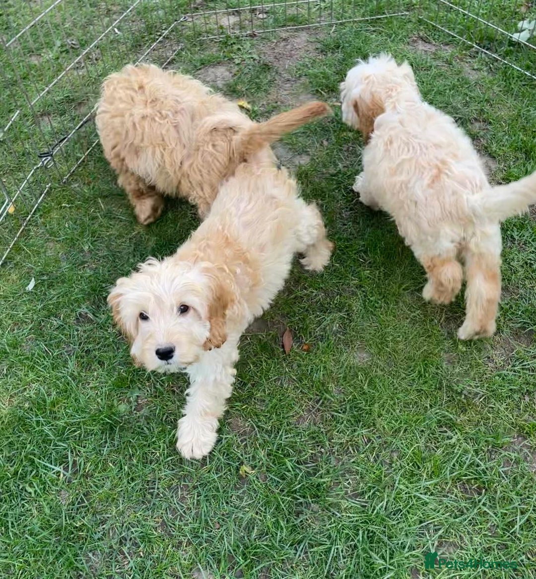 Cockapoo dogs for sale: Quality cockapoo pups  - Image 16