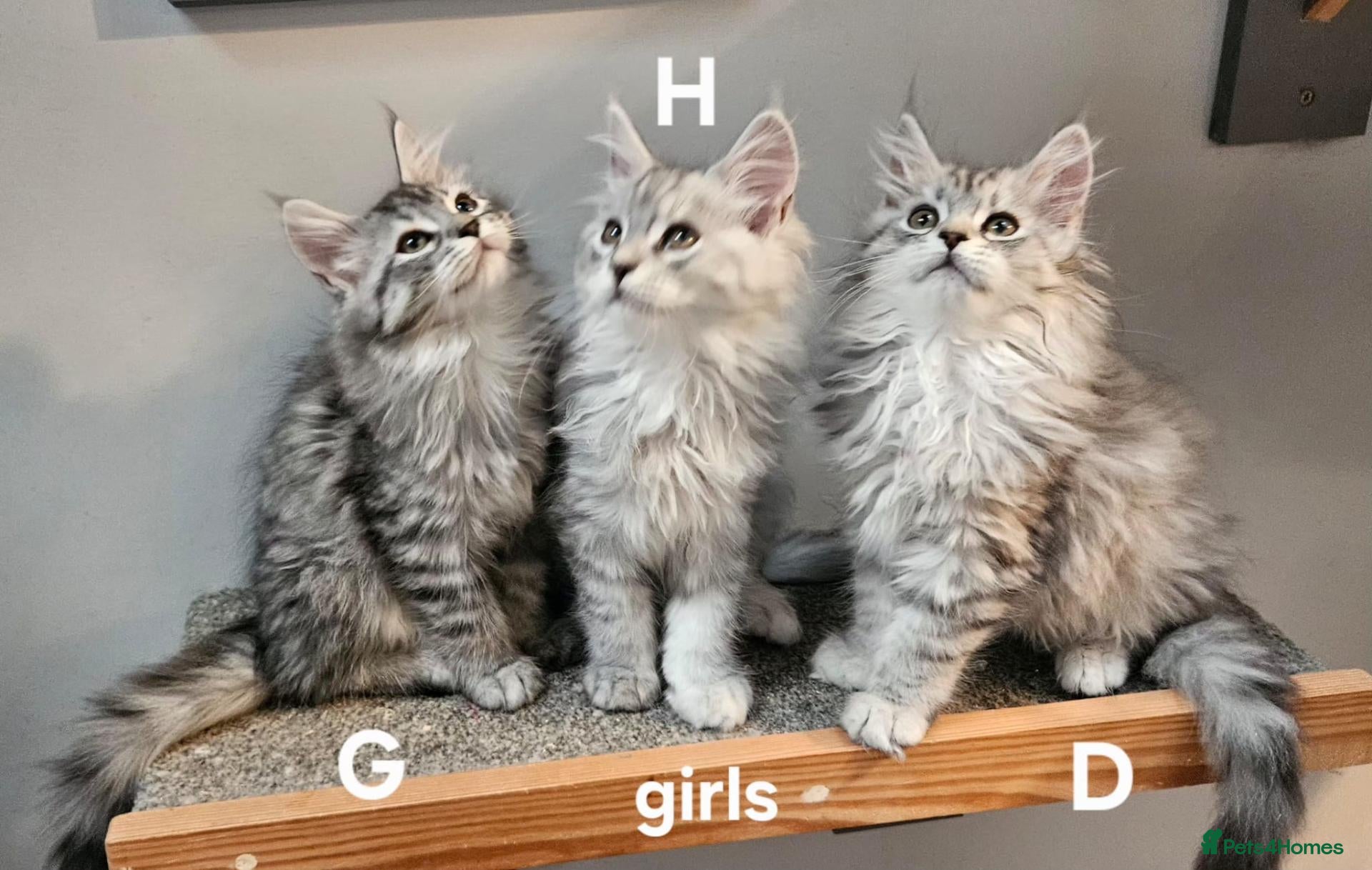 Maine Coon cats for sale: Large Maine Coon kittens regd European bloodline - Advert 3