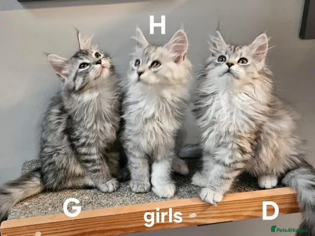 Maine Coon cats for sale: Large Maine Coon kittens regd European bloodline - Advert 3