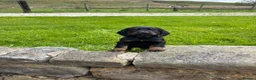 Cocker Spaniel dogs for sale: Black & Tan Girl left. 10 Weeks Old - Advert 9