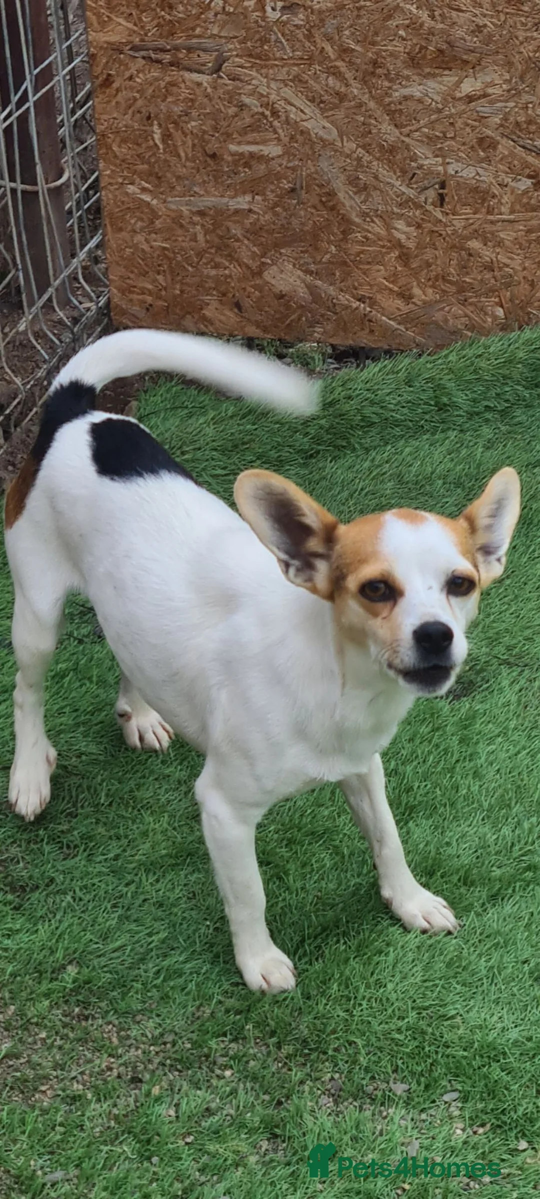 Mixed Breed dogs for adoption: Sunbeam 5kg 8 inch tall  - Advert 2