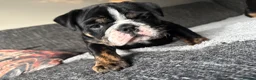 Olde English Bulldogge dogs for sale: STUNNING RARE OLD ENGLISH BULLDOG PUPS - Advert 15