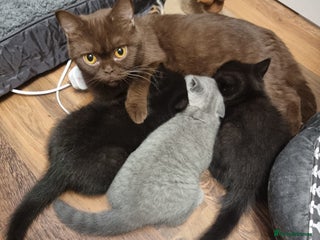 British Shorthair cats Blue & Black BSH Kittens Healthy GCCF Pedigree - Advert 5
