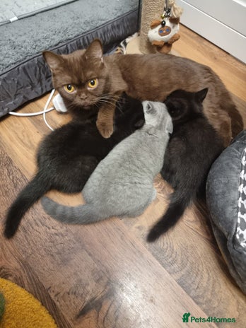British Shorthair cats Blue & Black BSH Kittens Healthy GCCF Pedigree - Advert 1