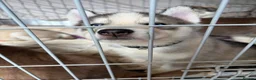 Siberian Husky dogs for sale: Siberian Husky boy  - Advert 6