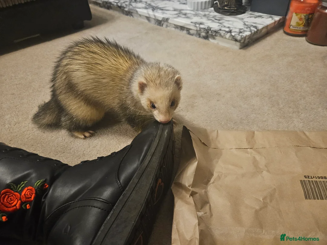 Ferret rodents for sale: Pair of intact male ferrets - 2 young Hobs - Advert 8