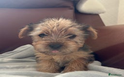 Mixed Breed dogs for sale: Yorkshire terrier/Jack Russell - Image 13