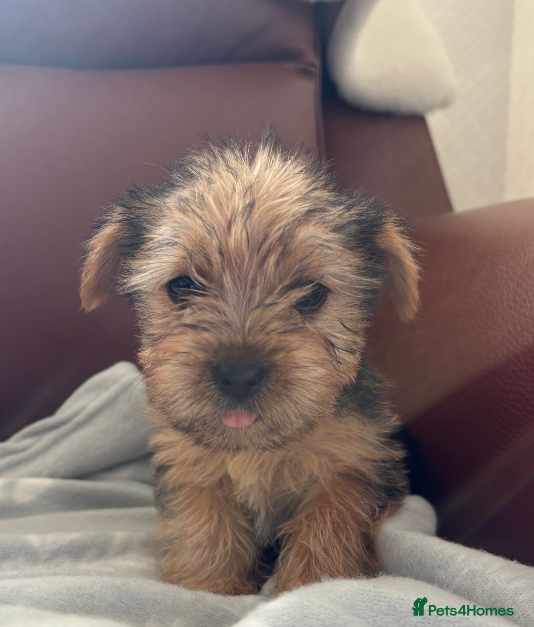 Mixed Breed dogs for sale: Yorkshire terrier/Jack Russell - Image 13