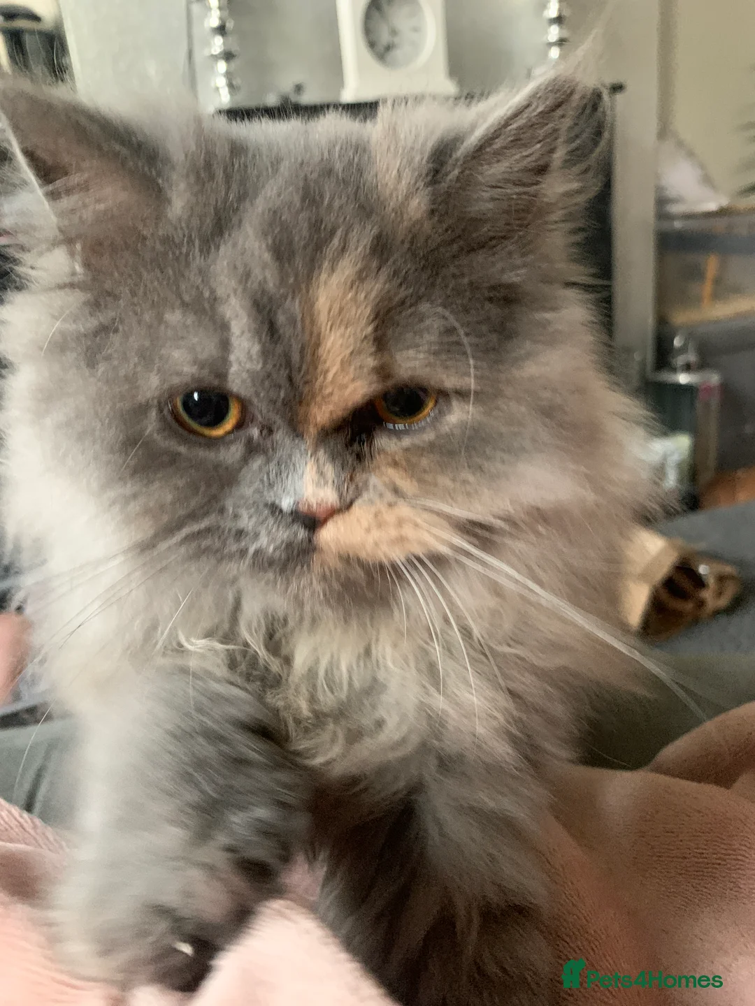 Persian cats for sale: Female Persian  - Advert 3