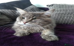 Maine Coon cats for sale: TICA Registered Maine Coon Kittens. Ready NOW in Doncaster - Image 9