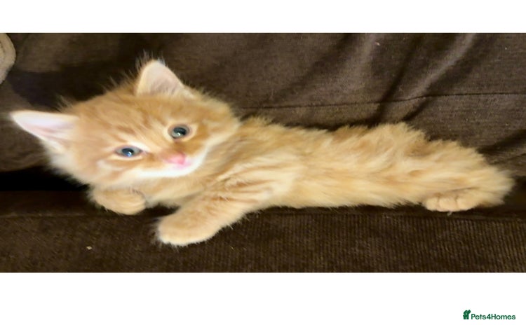 Mixed Breed cats - Advert 4