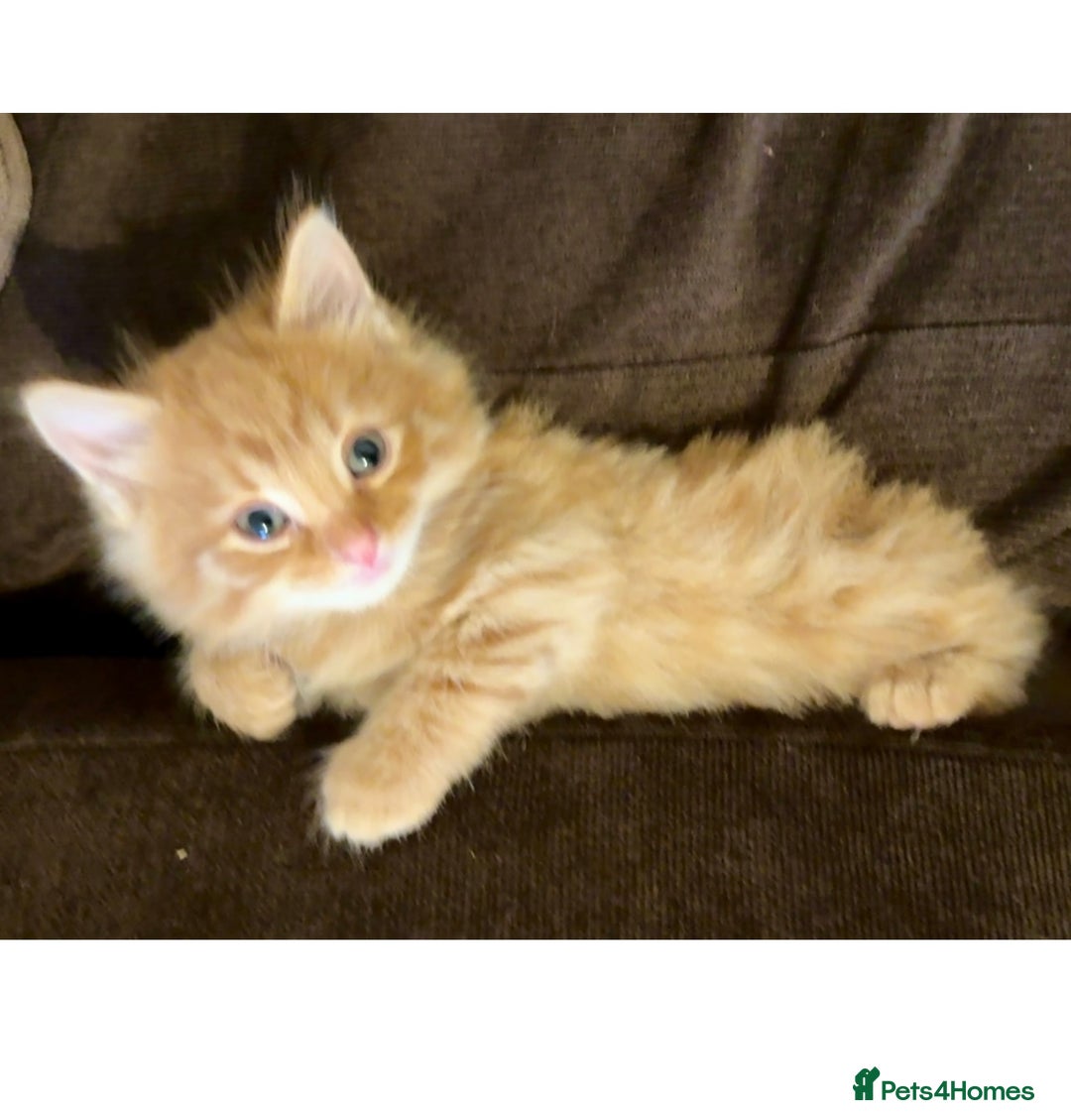 Mixed Breed cats for sale: One female ginger kitten left from litter of 5  - Image 1