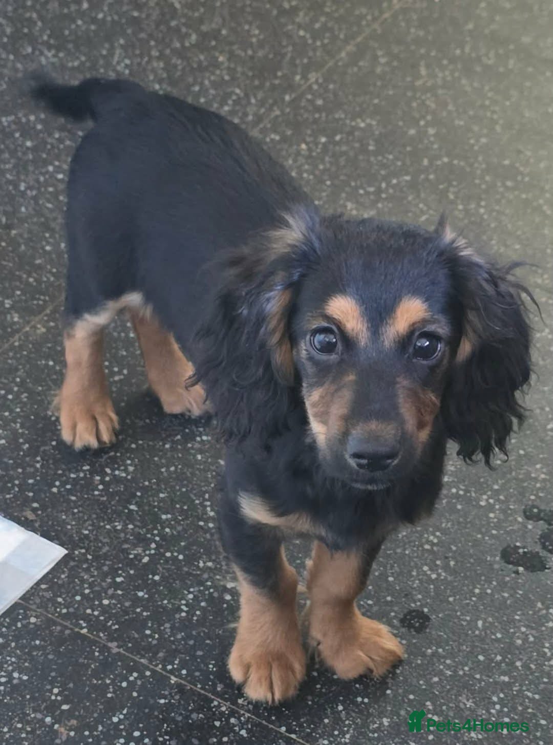 Cockapoo dogs 😍 1 Boys Left Fully Vaccinated & Ready to leave😍 - Advert 9