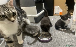 Mixed Breed cats for sale: Mixed grey kittens  - Image 16