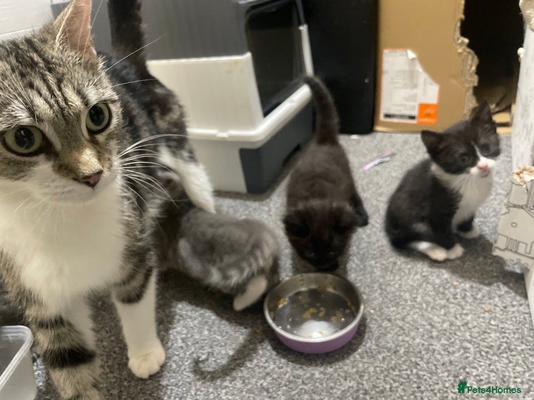 Mixed Breed cats for sale: Mixed grey kittens  - Image 16