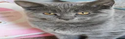 British Shorthair cats for sale: BRITISH SHORTHAIR KITTENS GCCF REGISTERED - Advert 6