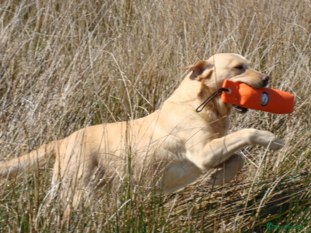 Labrador Retriever dogs for sale: Carefully & selectively bred, versatile pets, FTCH - Image 21
