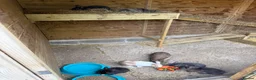 Mixed Breed rabbits for sale: Rabbits - Advert 22