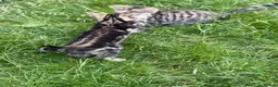 Bengal cats for sale: Bengal Mix Ready! - Advert 11
