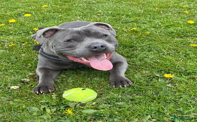 Staffordshire Bull Terrier dogs - Advert 2