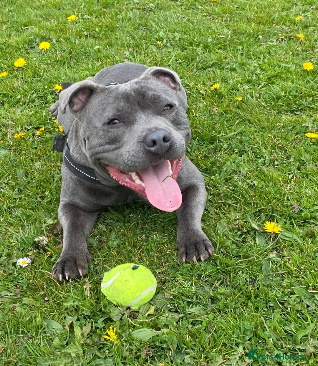 Staffordshire Bull Terrier dogs for stud:  Vinnie ( kensequi salvador) - Image 1