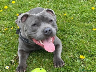 Staffordshire Bull Terrier dogs - Advert 29