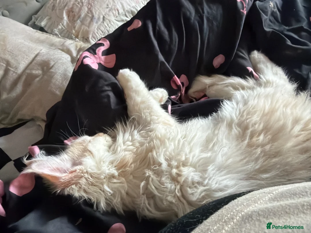 Maine Coon cats for sale: Maine Coon Kitten – Active Male – Red Smoke - Advert 1