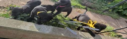 Mixed Breed dogs for sale: Beautiful puppies ready for forever homes in Preston - Advert 38