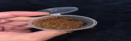 Tarantulas invertebrates for sale: Tarantula slings and juviniles in Bristol - Advert 14
