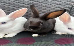 Mixed Breed rabbits for sale: 7 baby bunnies ready for new homes - Image 14