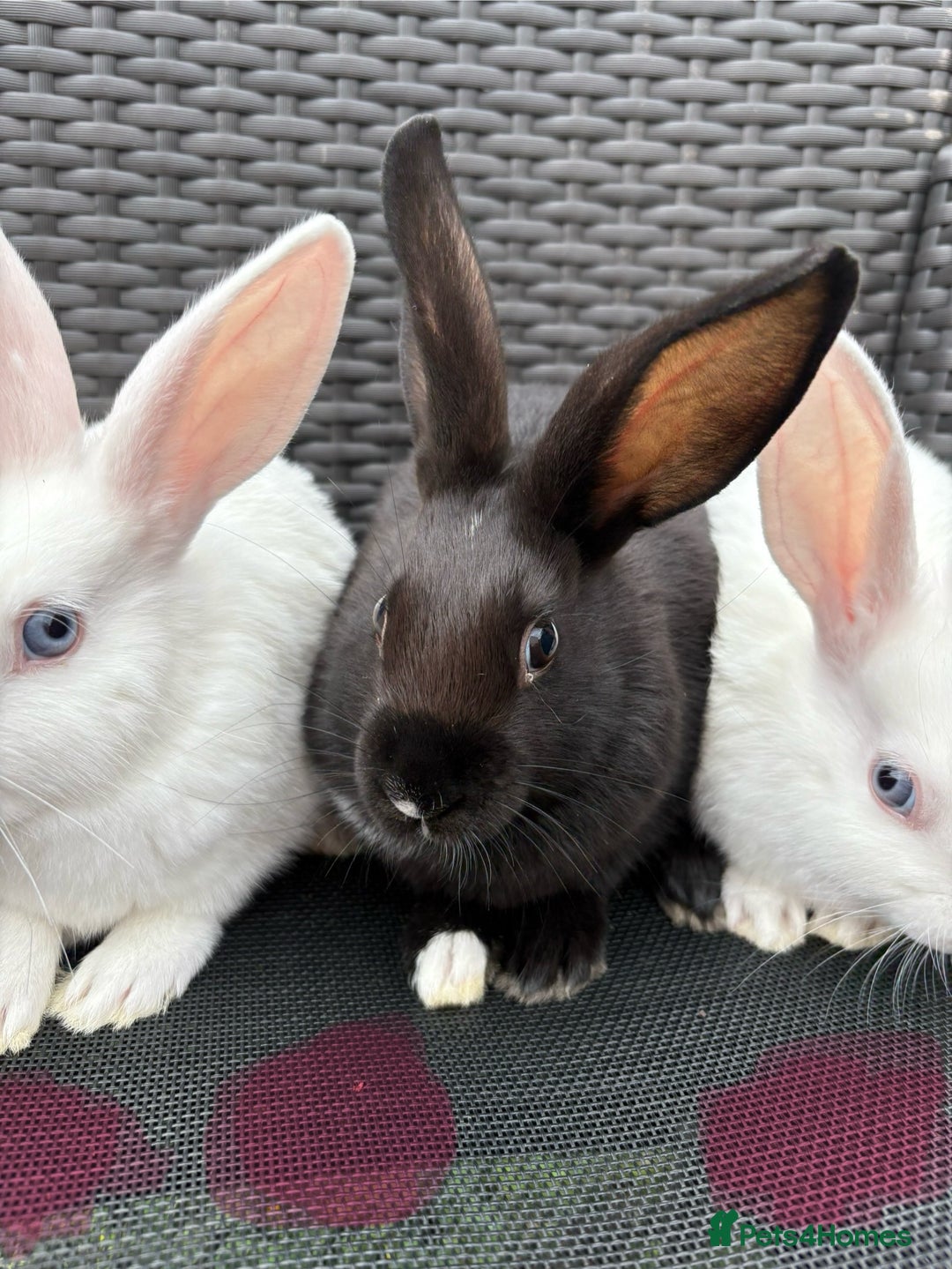 Mixed Breed rabbits for sale: 7 baby bunnies ready for new homes - Image 14