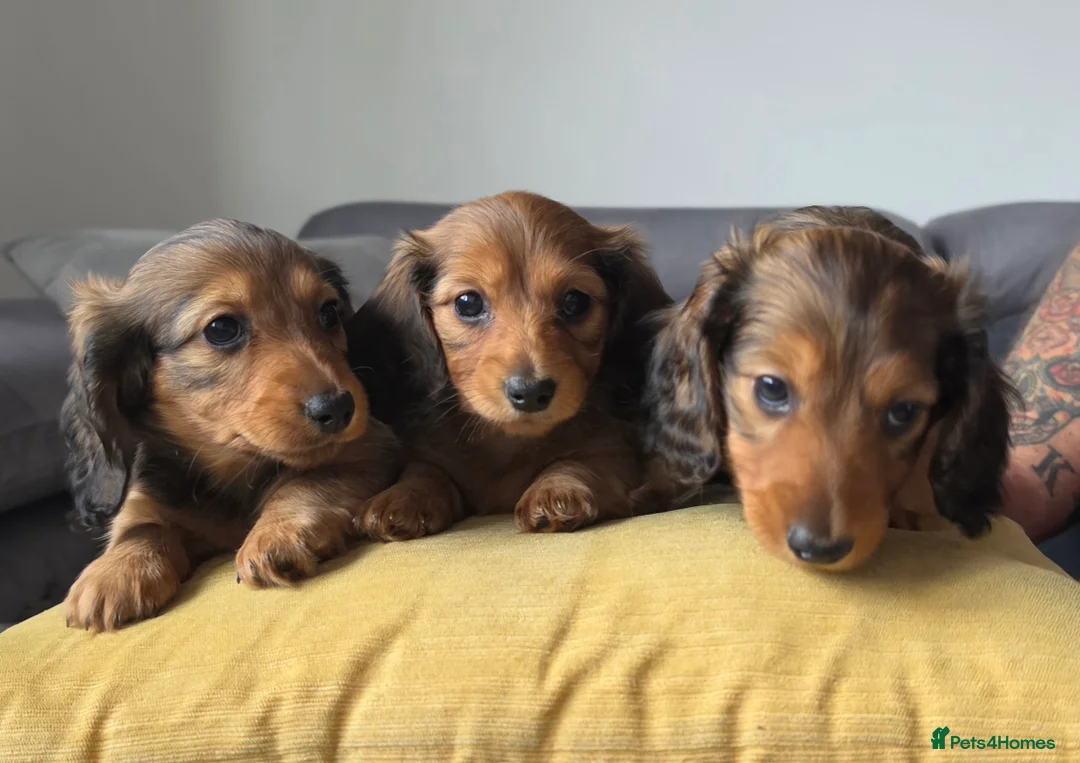 Miniature Dachshund dogs for sale: Miniature longhaired shaded cream dachshund  - Advert 1
