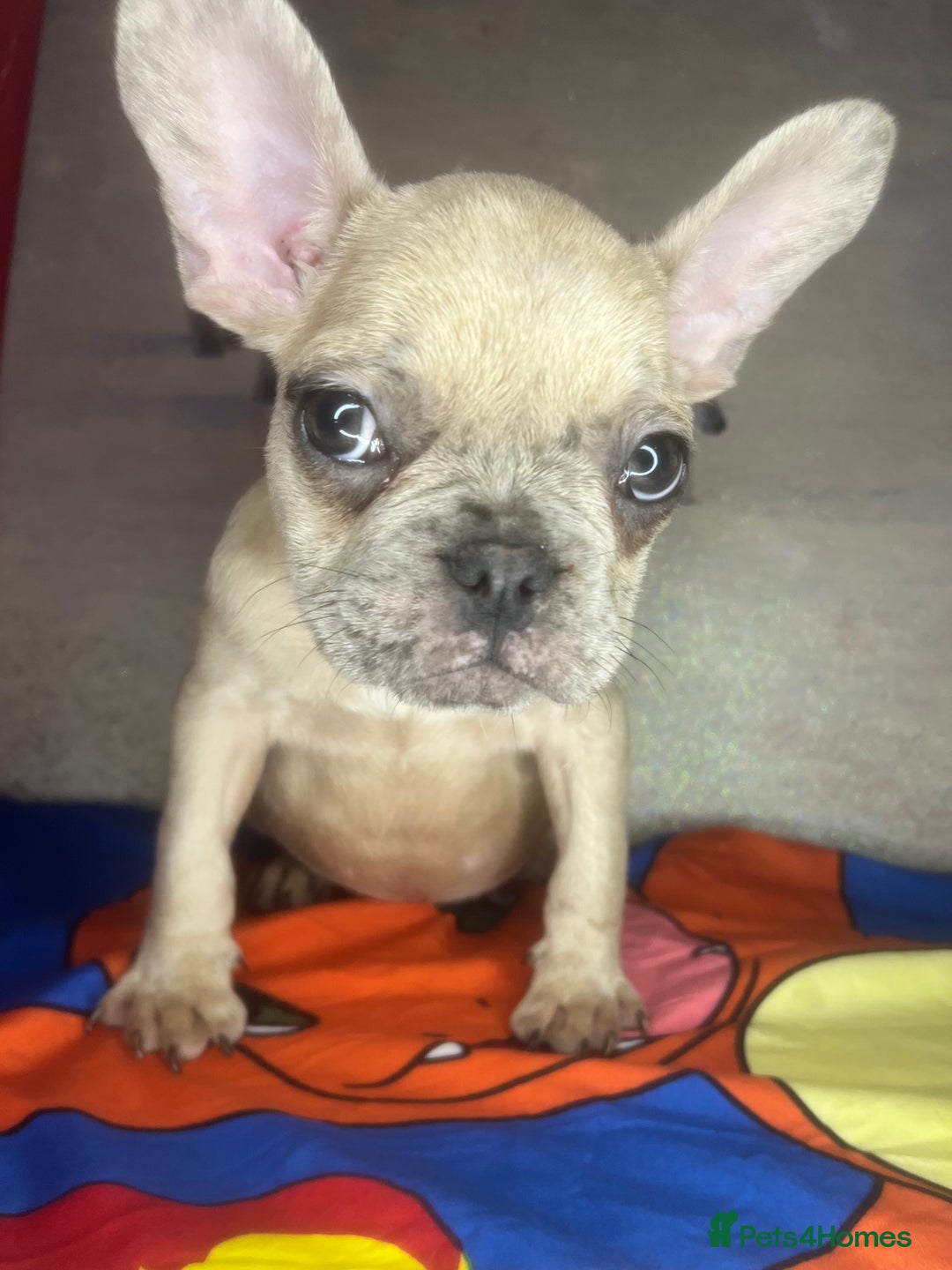French Bulldog dogs for sale: 🐾 French Bulldog Puppies for Sale - Image 13