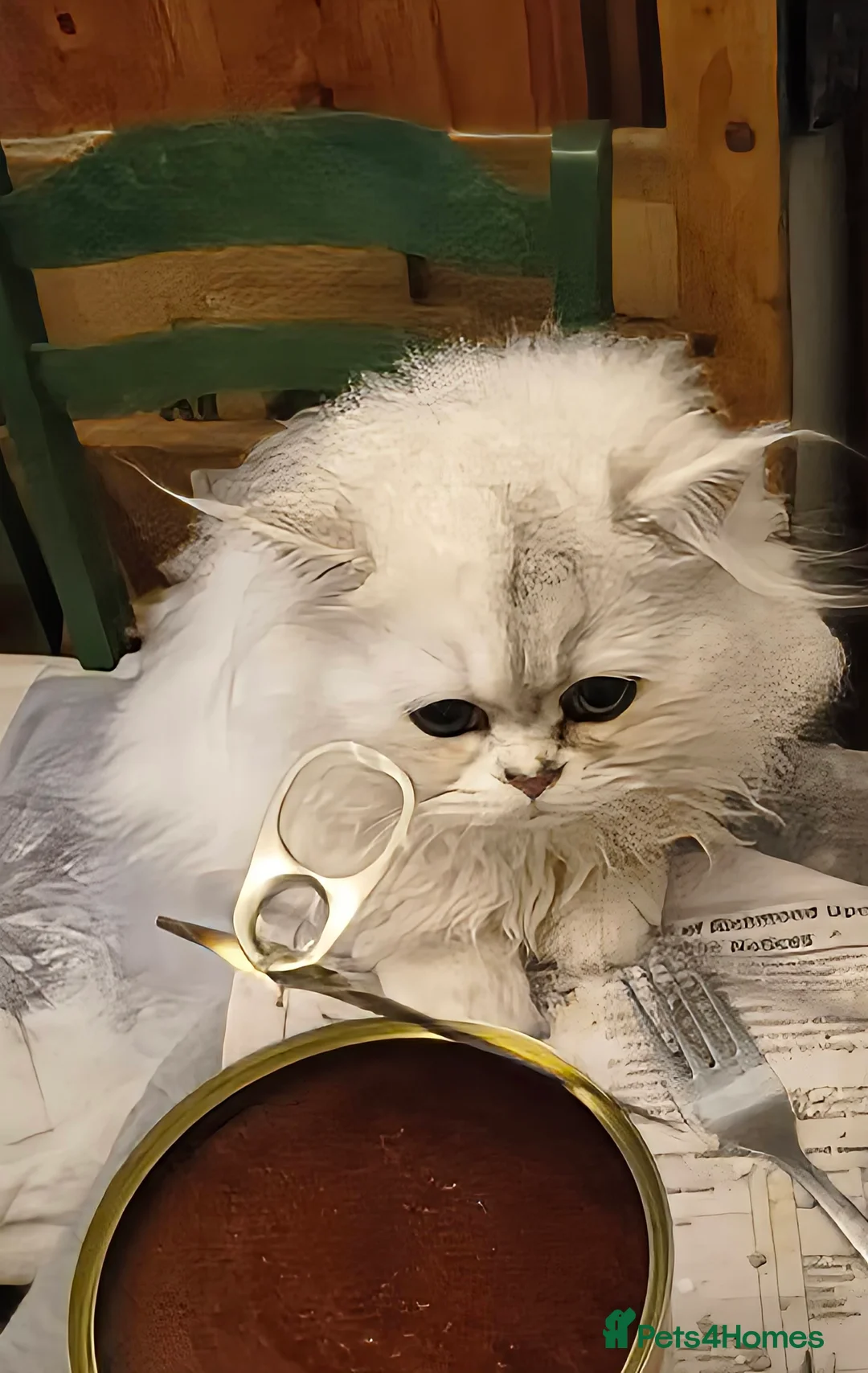 Persian cats for sale: 🍁White black tipped Persian kittens ready now - Advert 8