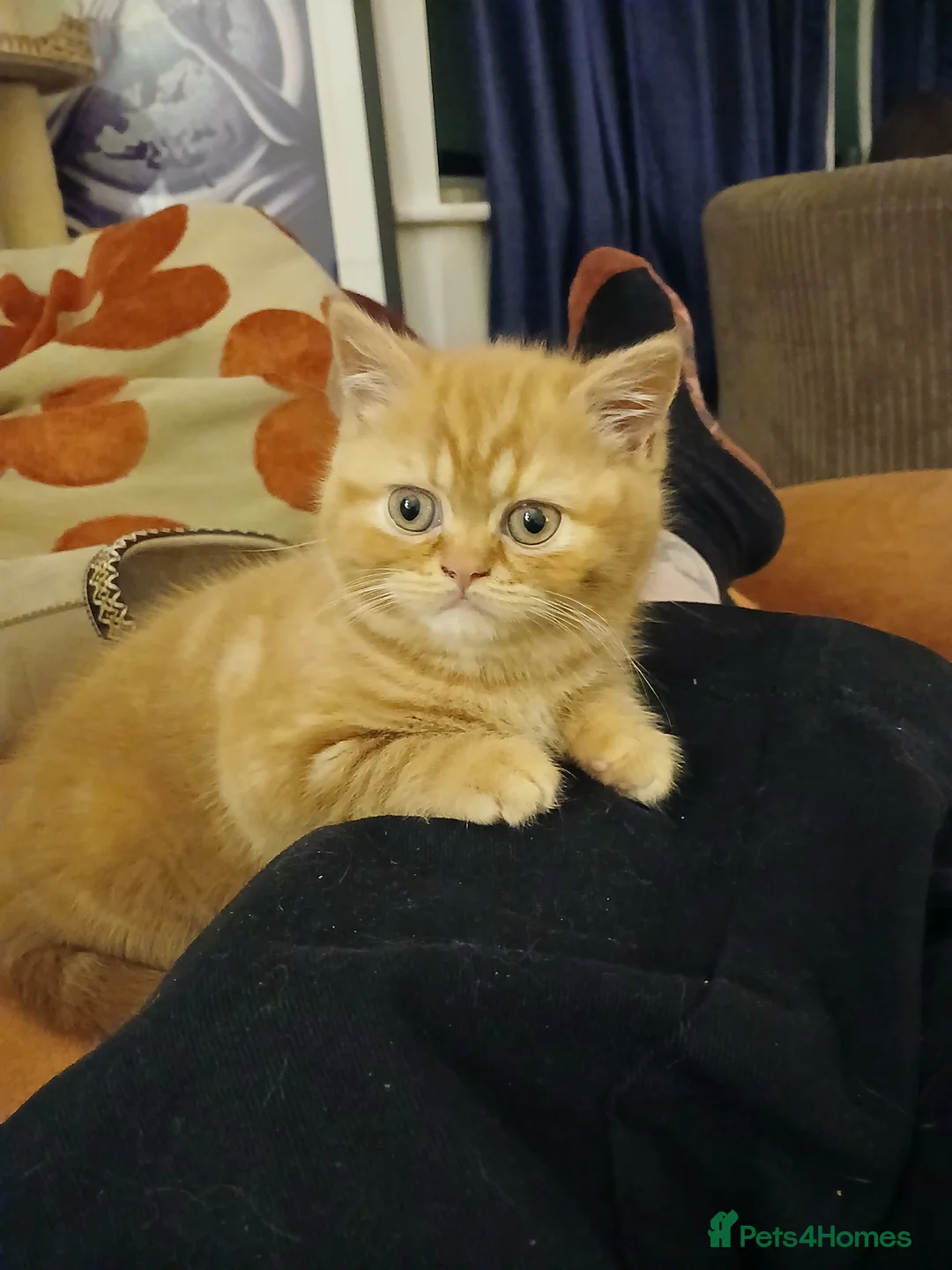 British Shorthair cats for sale: Gorgeous BSH (rare) red girl 🧡 and blue boy 💙 - Advert 2