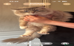 Ragdoll cats for sale: Adorable ragdoll kittens - Image 6