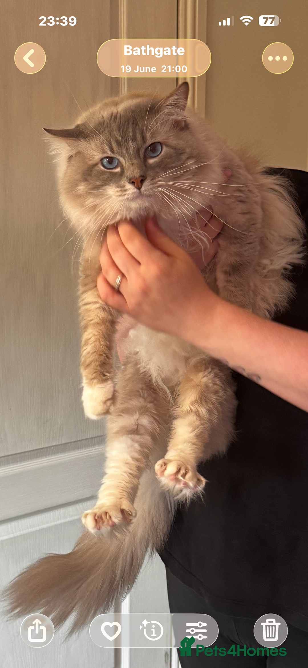 Ragdoll cats for sale: Adorable ragdoll kittens - Image 6