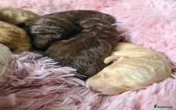 Cockapoo dogs for sale: F1b Cockapoos. Boys & Girls. DNA HEALTH TESTED - Image 30