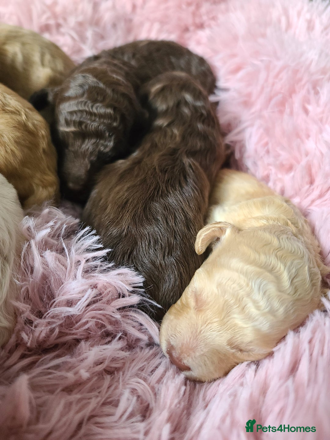 Cockapoo dogs for sale: F1b Cockapoos. Boys & Girls. DNA HEALTH TESTED - Image 30