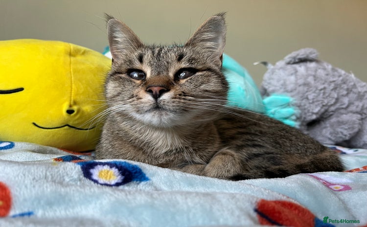 Domestic Shorthair cats - Advert 7