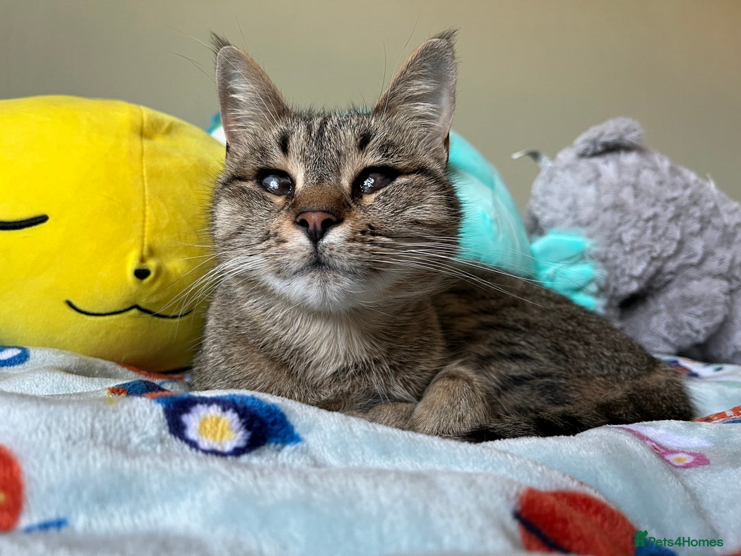 Domestic Shorthair cats for sale: Special Home Needed  - Image 1