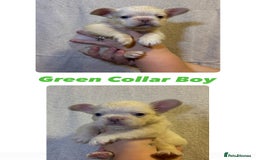 French Bulldog dogs for sale: Fluffy French Bulldog Puppies  - Image 8