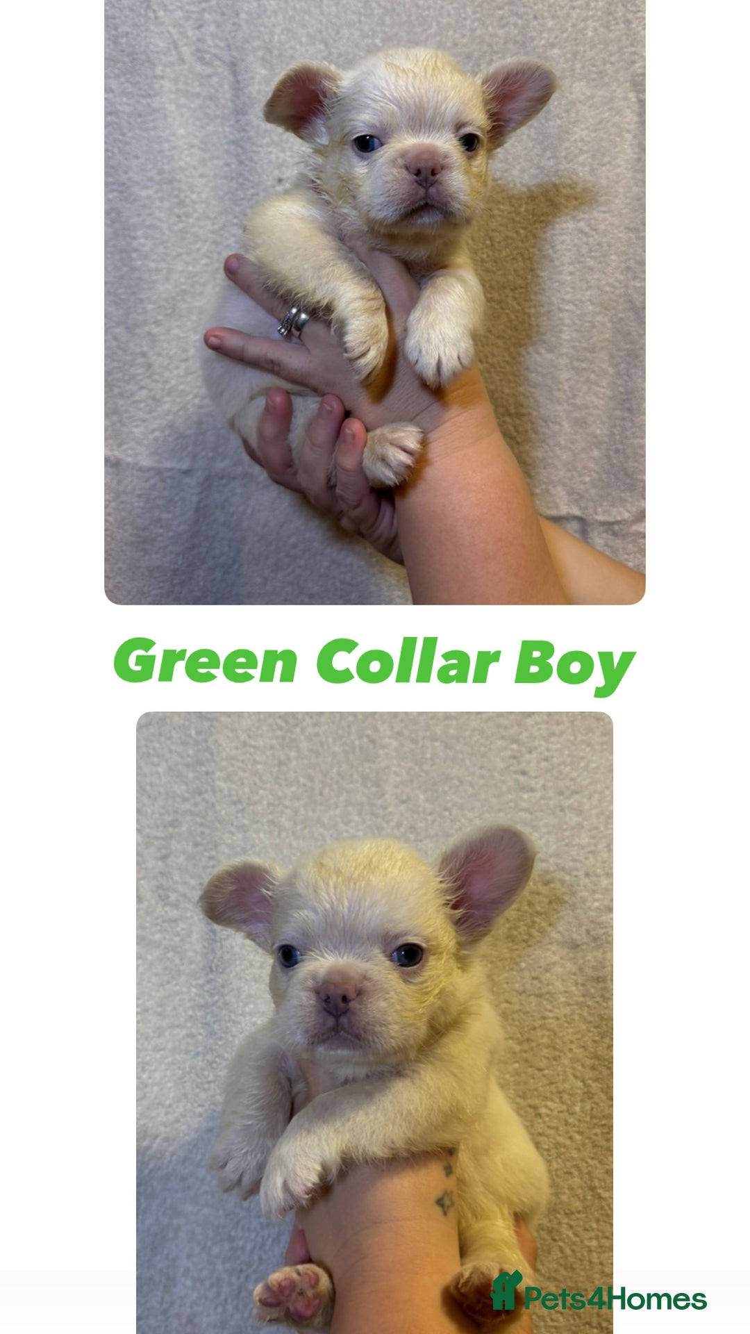 French Bulldog dogs for sale: Fluffy French Bulldog Puppies  - Image 8