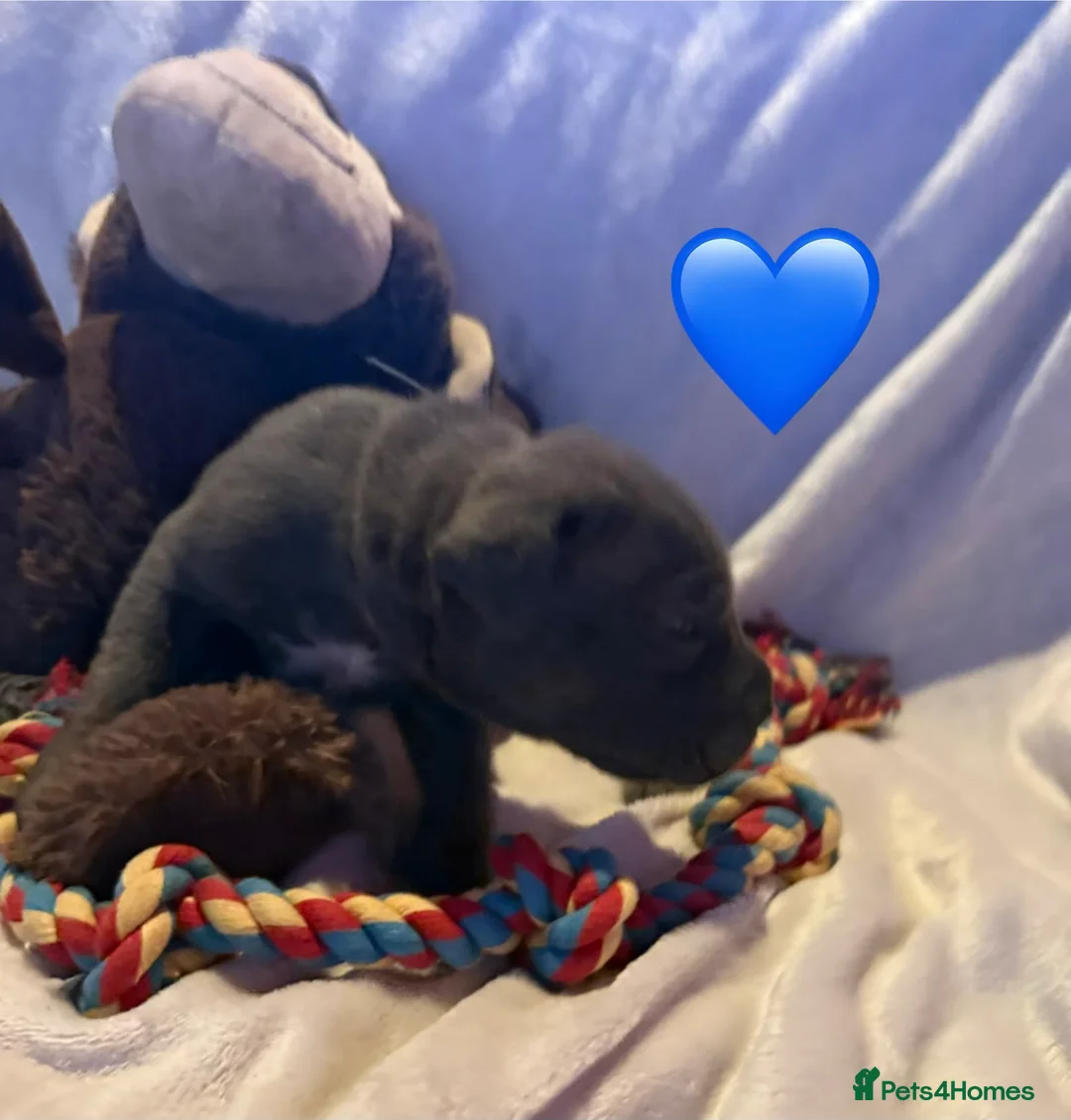 Cane Corso dogs for sale: Cane corso puppies ICCF registered  - Advert 18